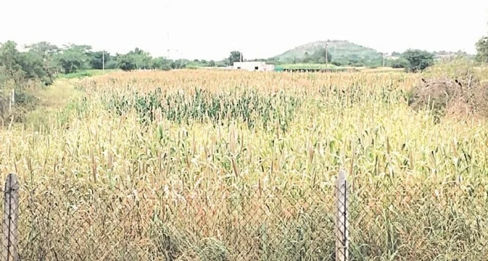 Pune District : कळस परिसरात पावसाची प्रतीक्षा कायम