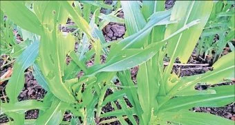 Pune District : वातावरणातील बदलाने किडींचा प्रादुर्भाव