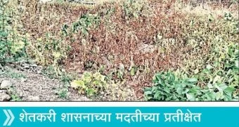 Pune District : नळवणे गावात पिके करपली; चार्‍याचा प्रश्न गंभीर