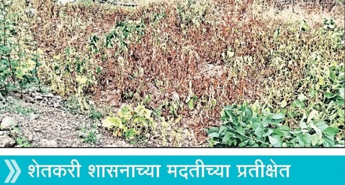 Pune District : नळवणे गावात पिके करपली; चार्याचा प्रश्न गंभीर