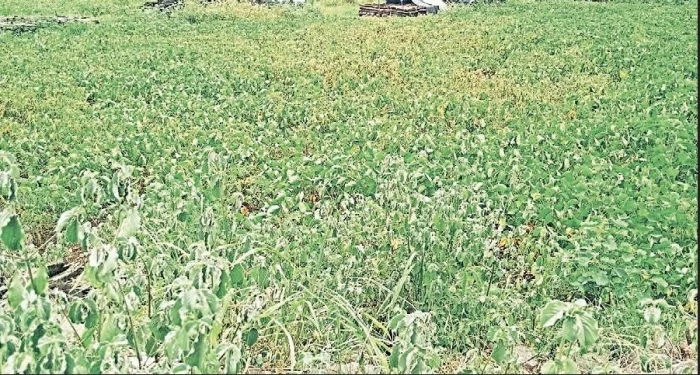 Pune District : सोयाबीनला पावसाची आस