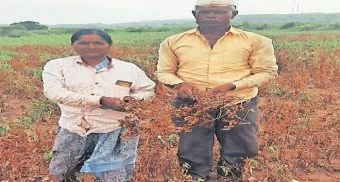 Pune District : पेमदरा परिसरात पावसाअभावी पिके करपली