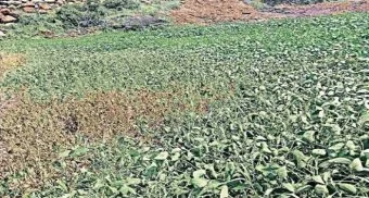 Pune District : जुन्नर तालुक्यात खरिपाची पिके जळू लागली