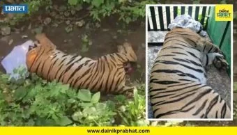 Amravati News : अखेर नरभक्षक वाघीण जेरबंद; अमरावतीत 24 तासांत तिघांचा मृत्यू