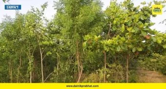 Satara News: साताऱ्यात मियावाकी वनांचा यशस्वी प्रयोग! अवघ्या १० महिन्यांत उभी राहिली दाट हिरवाई