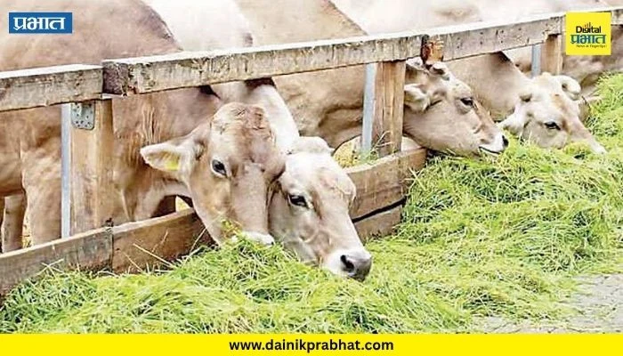 Beed News : बीडमध्ये १०० दिवस पुरेल इतकाच चारा; अपुऱ्या पावसामुळे पिकांचे उत्पादन ५० टक्क्यांपर्यंत घटण्याची शक्यता