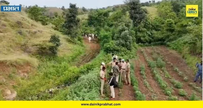 Cannabis : धुळे जिल्ह्यात गांजाच्या शेतीचा पर्दाफाश! 90 गुंठ्यांवर लागवड, तब्बल 7.68 कोटींचा गांजा जप्त