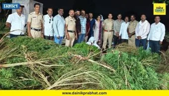 Nevase News : नेवासे तालुक्यात गांजाची शेती; ४० ते ५० जिवंत झाडांसह १७० किलो सुका गांजा जप्त, पोलिसांची मोठी कारवाई