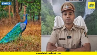 Satara News : सापळा रचून मोराची शिकार; मांस शिजवून मेजवानी, संशयित वनविभागाच्या ताब्यात