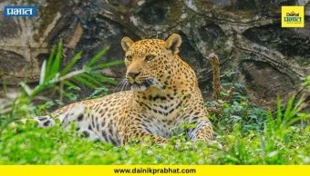 Pune District : दबा धरून बसलेल्या बिबट्याचा दोन महिलांवर हल्ला; शिरूर तालुक्यातील घटना