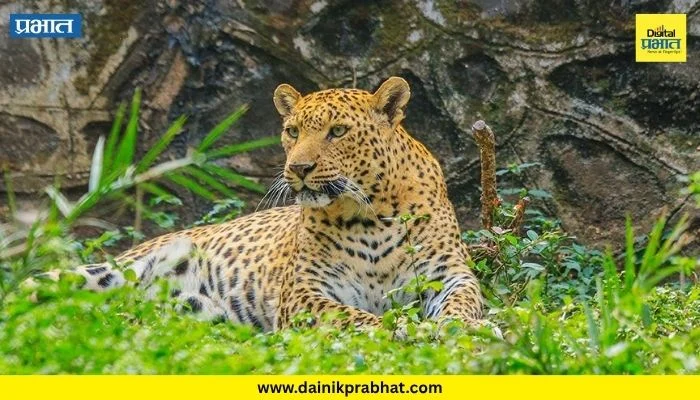 Pune District : दबा धरून बसलेल्या बिबट्याचा दोन महिलांवर हल्ला; शिरूर तालुक्यातील घटना