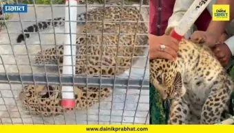 Satara News : बिबट्याचा बछडा लपला भेळेच्या टपरीत; मलकापूरमधील लोकवस्तीत वन विभागाचे रेस्क्यू ऑपरेशन
