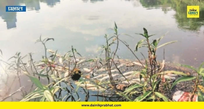 Pavana River Pollution: पिंपळे निलखमध्ये नदीपात्रात शेकडो मासे मृत! दूषित पाणी सोडणाऱ्यांवर कठोर कारवाईची मागणी