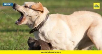Dog Attack: धक्कादायक प्रकार! पाळीव कुत्र्याचा १२ वर्षांच्या मुलावर हल्ला; चेहऱ्याला तब्बल आठ टाके