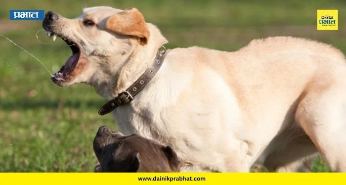Dog Attack: धक्कादायक प्रकार! पाळीव कुत्र्याचा १२ वर्षांच्या मुलावर हल्ला; चेहऱ्याला तब्बल आठ टाके