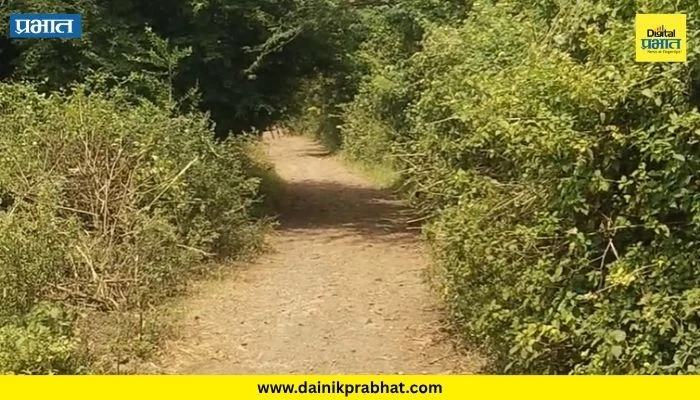 Kalas News : गोसावीवाडी ते खर्चेवस्ती रस्त्याची दुरवस्था; खड्ड्यांचे साम्राज्य अन् काटेरी झुडपांमुळे प्रवास धोकादायक