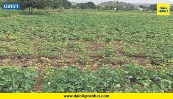 Marathwada Rain : धाराशिव जिल्ह्यात तब्बल ८० दिवसांपासून पाऊस गायब; भूजल पातळी ७.०२ मीटरने घसरली, पिके धोक्यात