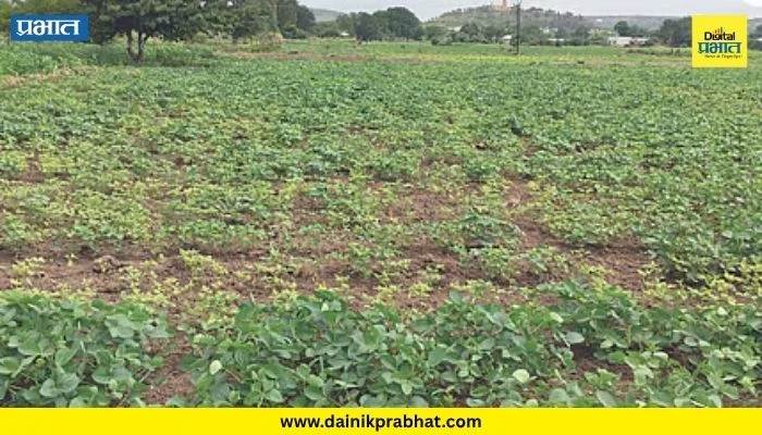 Marathwada Rain : धाराशिव जिल्ह्यात तब्बल ८० दिवसांपासून पाऊस गायब; भूजल पातळी ७.०२ मीटरने घसरली, पिके धोक्यात