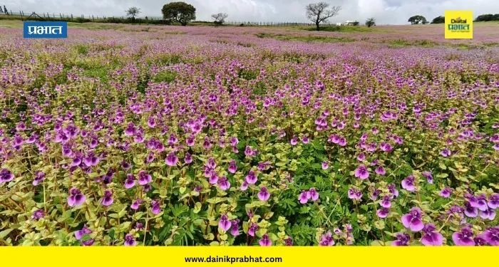 Kas Pathar : कास पठारावर फुलांचा बहर; गुलाबी-जांभळ्या तेरड्याने सजले पठार