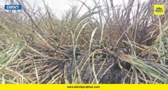 Sugarcane Crop Fire: शॉर्ट सर्किटने हाहाकार! साडेआठ एकर ऊस जळून खाक, शेतकऱ्यांचे १० लाखांचे नुकसान