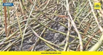 Sugarcane Fire: ४ एकर ऊस खाक होणार होता, पण...; आंबेगाव तालुक्यातील शेतकऱ्यांच्या 'त्या' धाडसाने टळला मोठा अनर्थ
