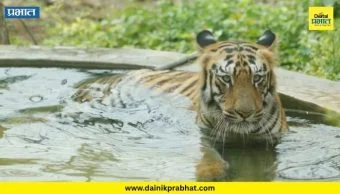 Bijli Tiger Passes Away : संजय गांधी राष्ट्रीय उद्यानातील मुख्य आकर्षण 'बिजली' वाघिणीचे निधन