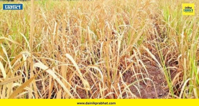 Sangli News : वाळवा तालुक्यातील पिके होरपळली; शेतकऱ्यांच्या डोळ्यात आले अश्रू