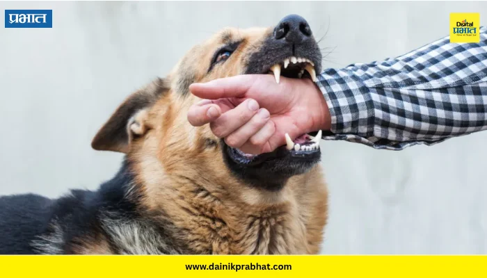 Rabies Awareness: कुत्रा चावल्यानंतर हळद-चुना लावता? थांबा! रेबीजपासून बचावासाठी ‘हे’ कर आणि ‘या’ चुका टाळा