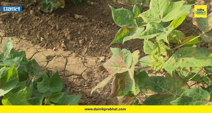 Farmers News : धुळ्यात पावसाची दडी; 31 जुलैनंतर पाऊस गायब, शेतकऱ्यांची चिंता वाढली