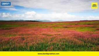 Kas Pathar: रंगीबिरंगी फुलांचा कास पठारावर गालिचा; सुट्यांमुळे पर्यटकांची झुंबड