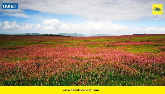 Kas Pathar: रंगीबिरंगी फुलांचा कास पठारावर गालिचा; सुट्यांमुळे पर्यटकांची झुंबड