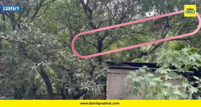 Khadakwasla : खडकवासला परिसरात उच्चदाबाच्या वीजतारा झाडाझुडपांत; नागरिकांच्या जीवाला धोका