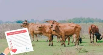 Pune District : पशुधनाला लाभणार विमा संरक्षण