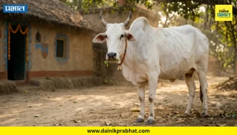 Satara: पशुधन विमा योजनेसाठी अर्जांची प्रक्रिया सुरु