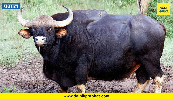Satara: चवणेश्वर परिसरात रानगव्यांचा शिरकाव, ग्रामस्थांमध्ये भीती; वन विभागाकडून उपाययोजनांची अपेक्षा