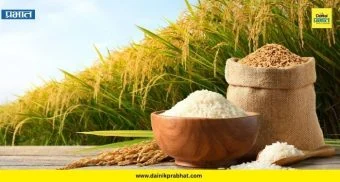 Rice : तांदूळ उत्पादनात 70 लाख टनांची घट? कमी पाऊस, लागवड घटल्याचा फटका