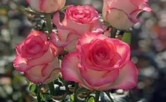 Dutch Rose : स्थानिक फुलांसोबतच बंगळूरच्या फुलांनी बाजारपेठ फुलली; डच रोझच्या १३ जातींना पसंती