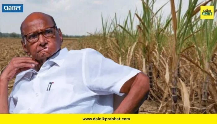 Sharad Pawar : शरद पवार थेट शेतकऱ्यांच्या बांधावर; दुष्काळी भागाचा करणार दौरा