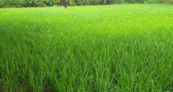 Maval: मावळात भातपिकाला पावसाची साथ! १३ हजार ५०० हेक्टरवर खरीप भाताची लागवड