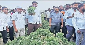 Shirur : पिंपळे जगतापचे मार्केट एक लाख पार; धना- मेथीची आवक वाढली