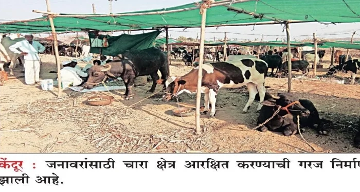 Pune District : जिल्ह्यात चाऱ्यासाठी ऊसक्षेत्र आरक्षित करा