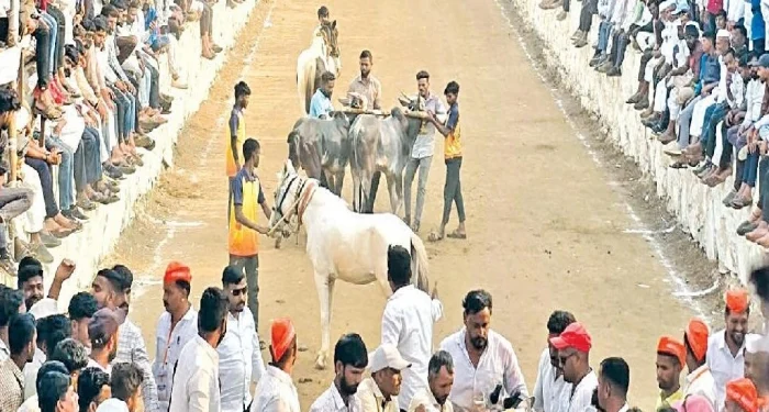 Rajgurunagar : ‘आमदार केसरी’मध्ये पांडुरंग काळे यांचा बैलगाडा प्रथम