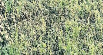 Ranjangaon : रांजणगाव एमआयडीसीत प्रदूषणाचा मुद्दा ऐरणीवर