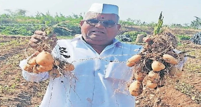 Manchar : बटाटा काढणी सुरू; प्रतिक्विंटल ३०० रुपये दर