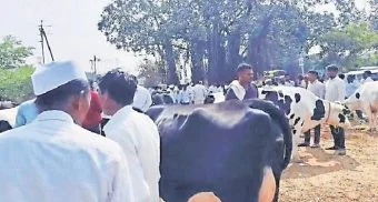 Alephata : ७५ हजारांची गाय अवघ्या सहा हजारांत