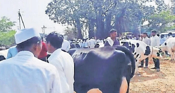 Alephata : ७५ हजारांची गाय अवघ्या सहा हजारांत