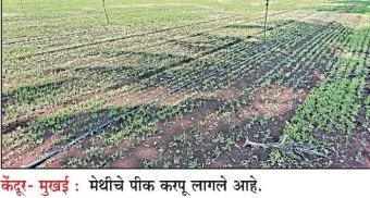 Shirur : समाजकंटकाकडून दीड एकर मेथीचा नाश