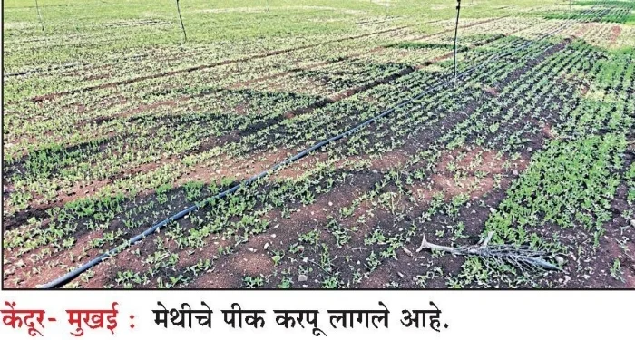 Shirur : समाजकंटकाकडून दीड एकर मेथीचा नाश