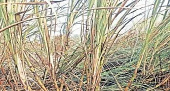 Pune District : वीज तारांच्या घर्षणाने आग; २० एकर ऊस जळून खाक