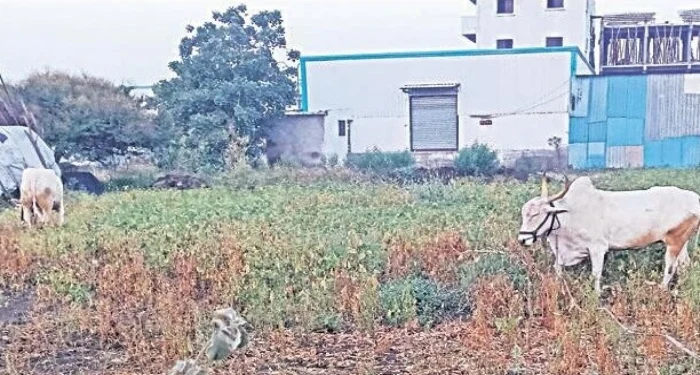 Pune District : सोयाबीनला भाव मिळेना; पिकात सोडली जनावरे